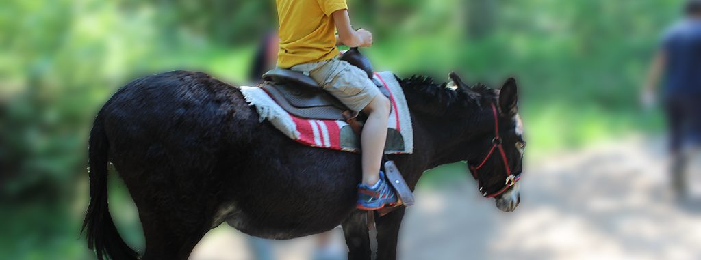Image d'illustration de la page BALADE À PONEY